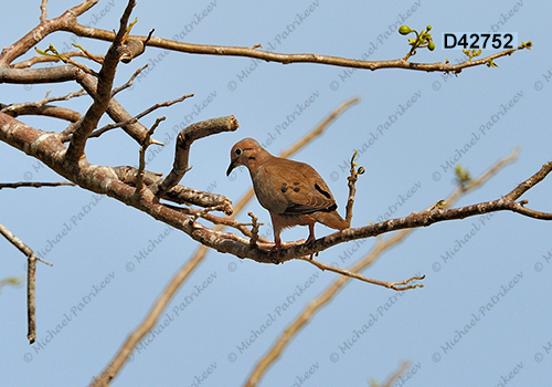 Eared Dove (Zenaida auriculata)